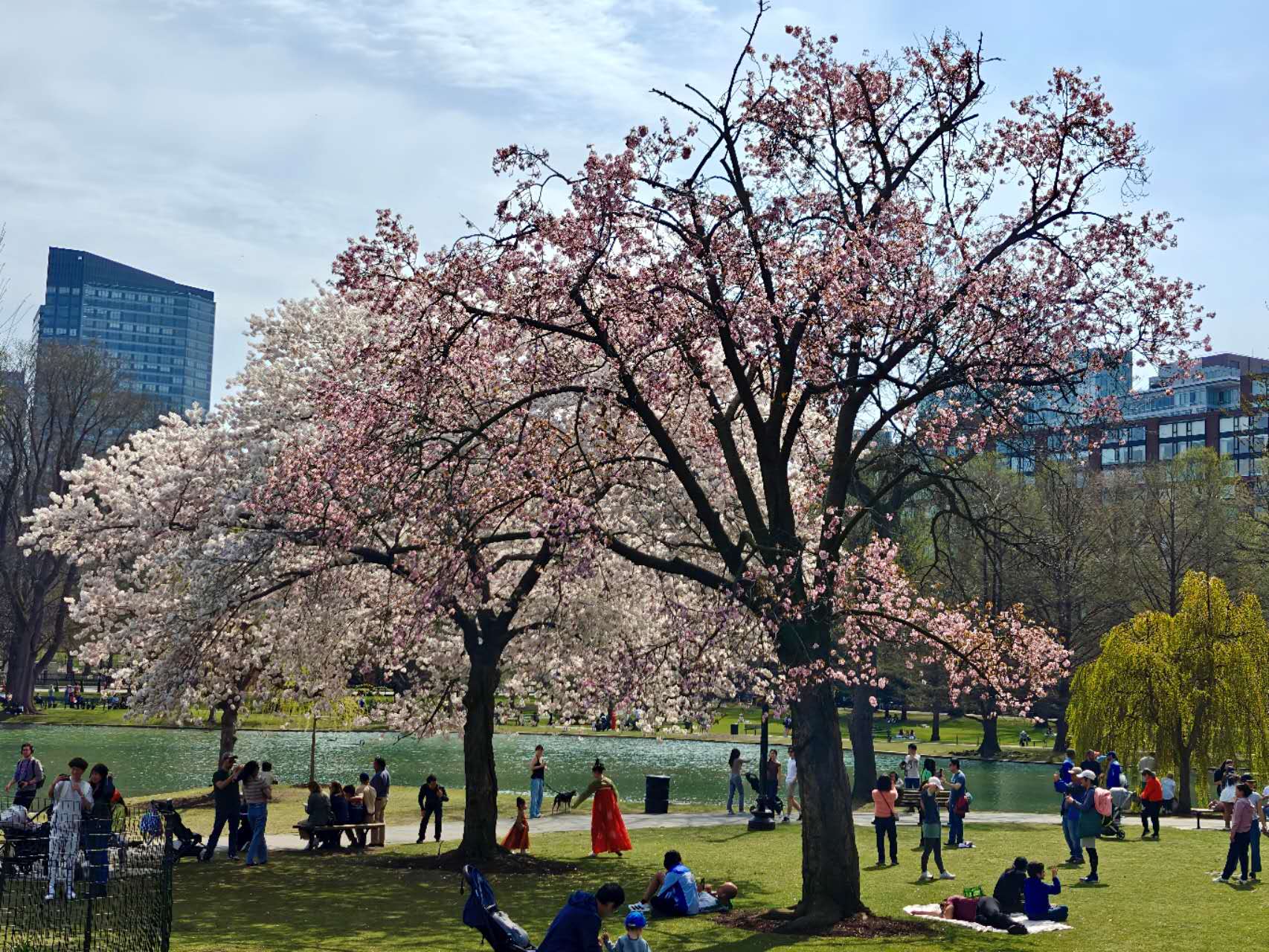 Boston Public Garden in spring